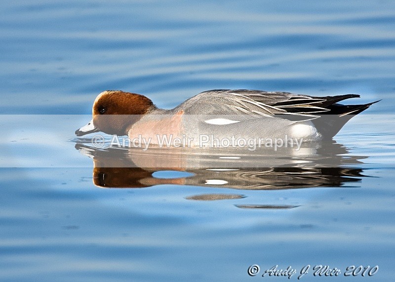 20100307-040 Wigeon - Wigeon