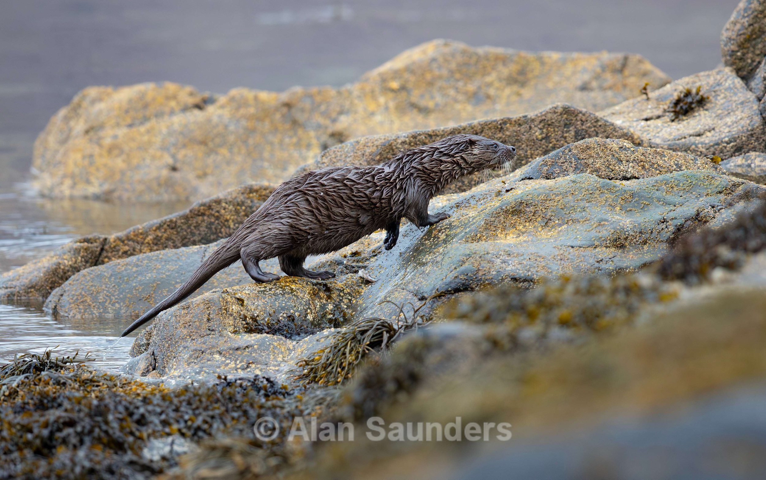 Eurasian Otter 8