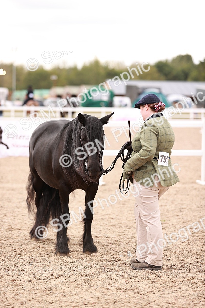 SBM_16136 - Class 411 - Prettiest Mare - (IH or Ridden Adult)