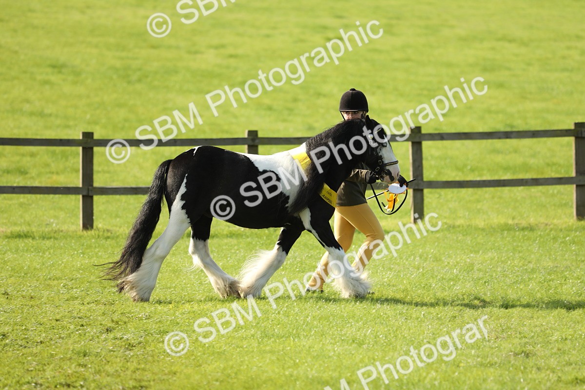 SBM_61028 - S43 - Coloured Pony In Hand