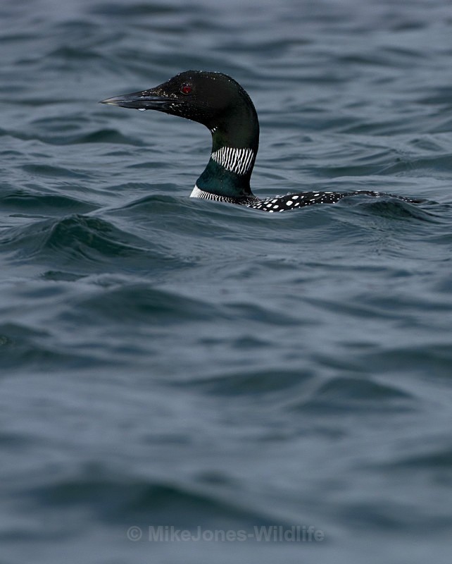 Great Northern Diver, Isle of Mull - ISLE OF MULL WILDLIFE, Wildlife images from the Inner Hebrides