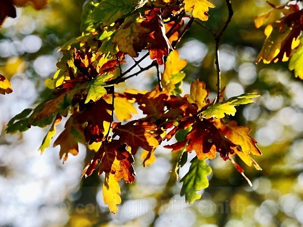 Autumn Oak Leaves - LANDSCAPES & TREES