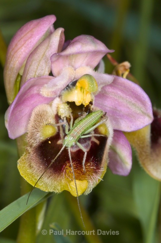 Sawfly Ophrys (Ophrys tenthredinifera) - Orchids - Ophrys