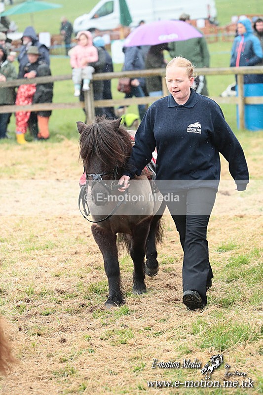 SHETPR 210425 41 - Shetland Ponies Paxford Races 21/04/25