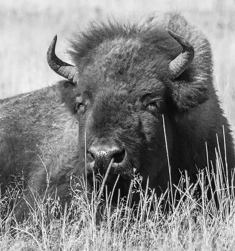 Bison - Yellowstone