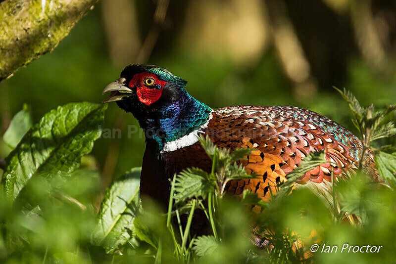 Pheasant in sunlight - 3 of 10 - Nature