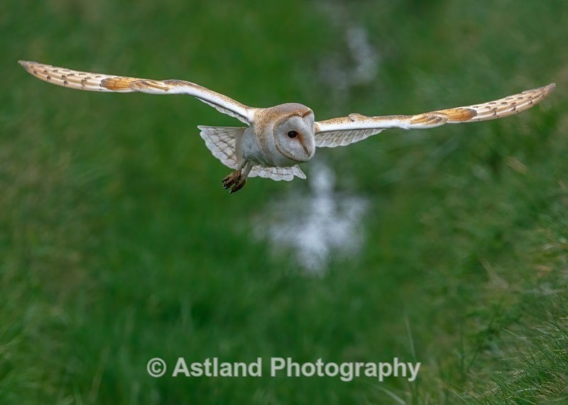 Astland Photography, Bird and Wildlife Images, Susan and Peter Wilson, U.K.
