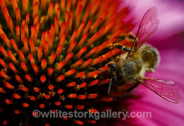 Summer - Up Close !
