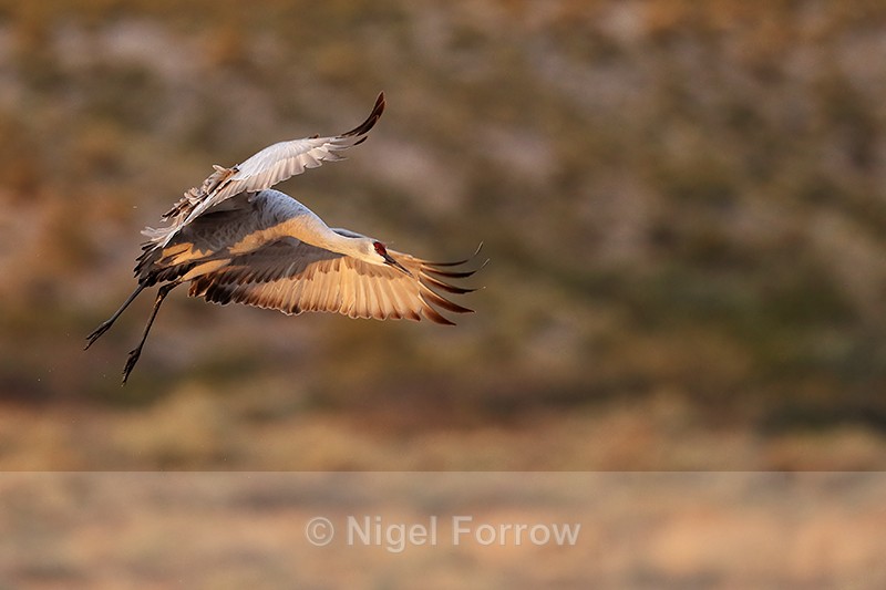 Sandhill Crane slowing before landing, Bosque del Apache, New Mexico - Sandhill Crane