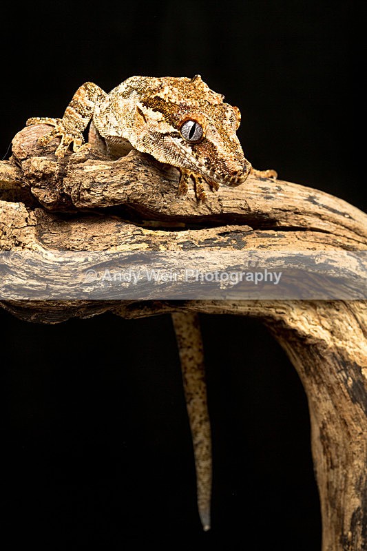 20140120-3K8A8270 - Lizards