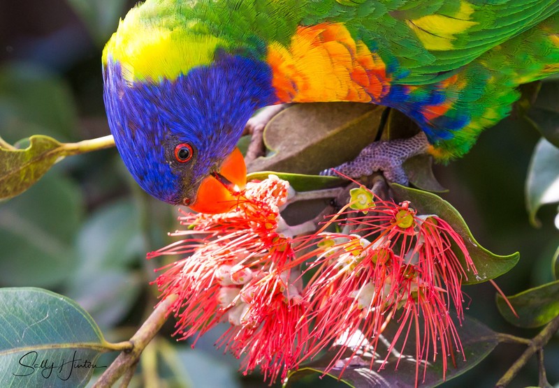 Lorikeet Feeding 5