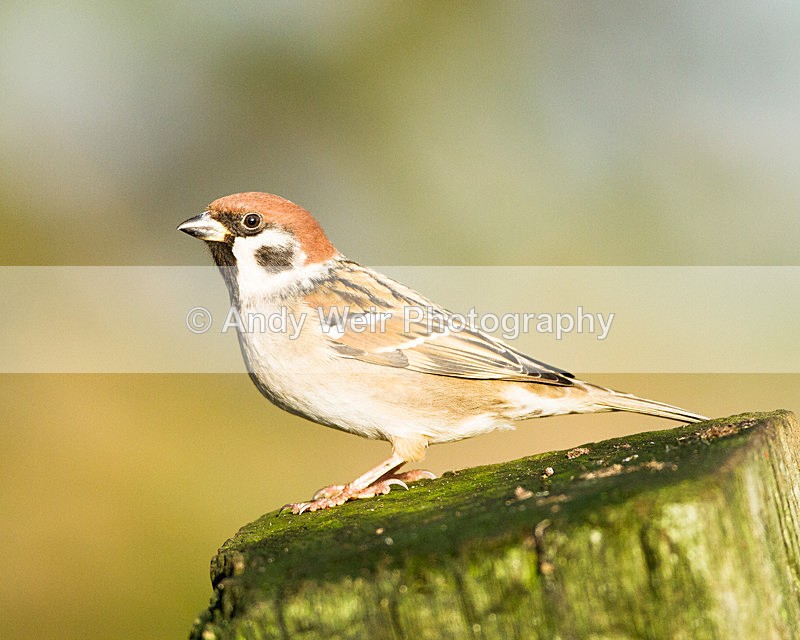 20130105-_MG_1984 - Tree Sparrow
