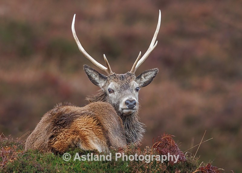 Red Deer - Latest Images