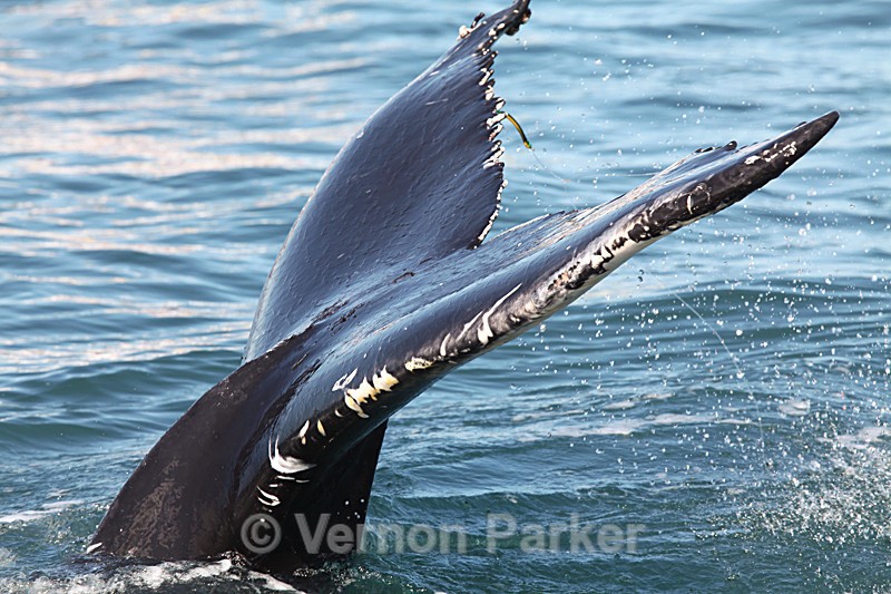 Humpback Whale - Iceland