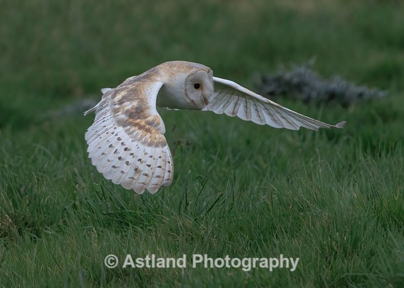 Barn Owl - Latest Images
