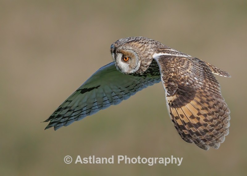 Long-eared owl - Latest Images