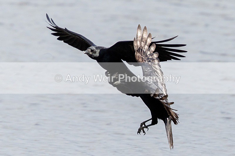 181025-Woolston-8E0A7167-Edit - Corvids