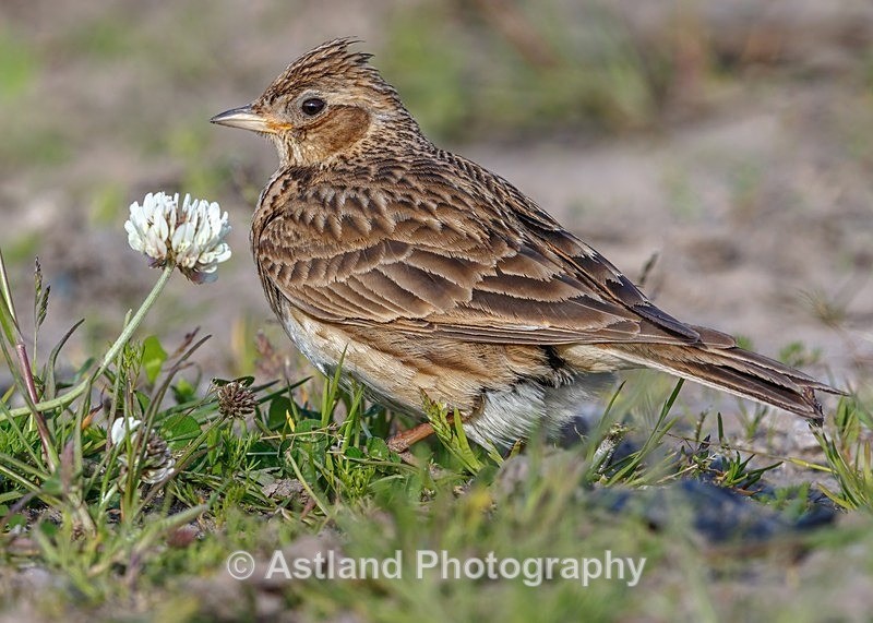 Astland Photography, Bird and Wildlife Images, Susan and Peter Wilson, U.K.