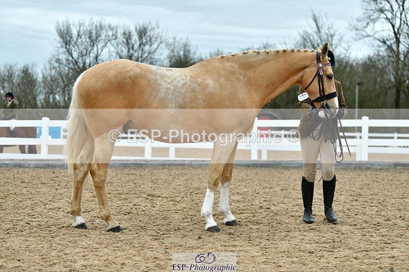 230416A-135214-04961 - Cls 60 Ridden Show Horse