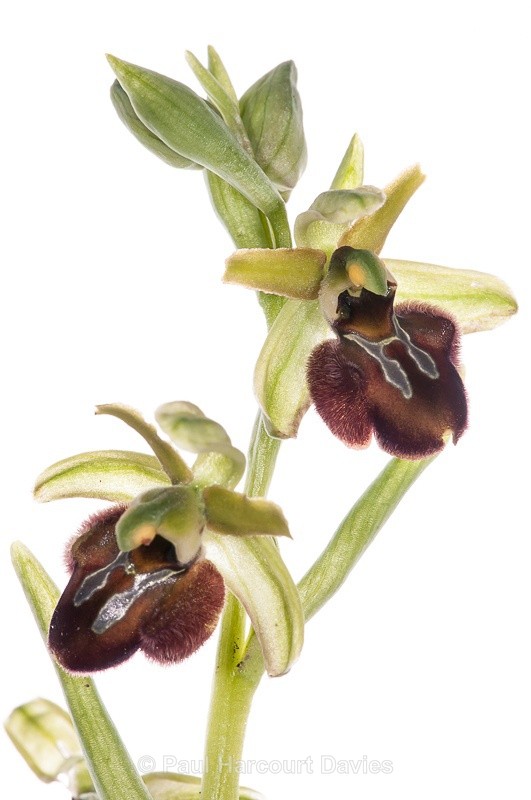  - WB: Orchids - Ophrys