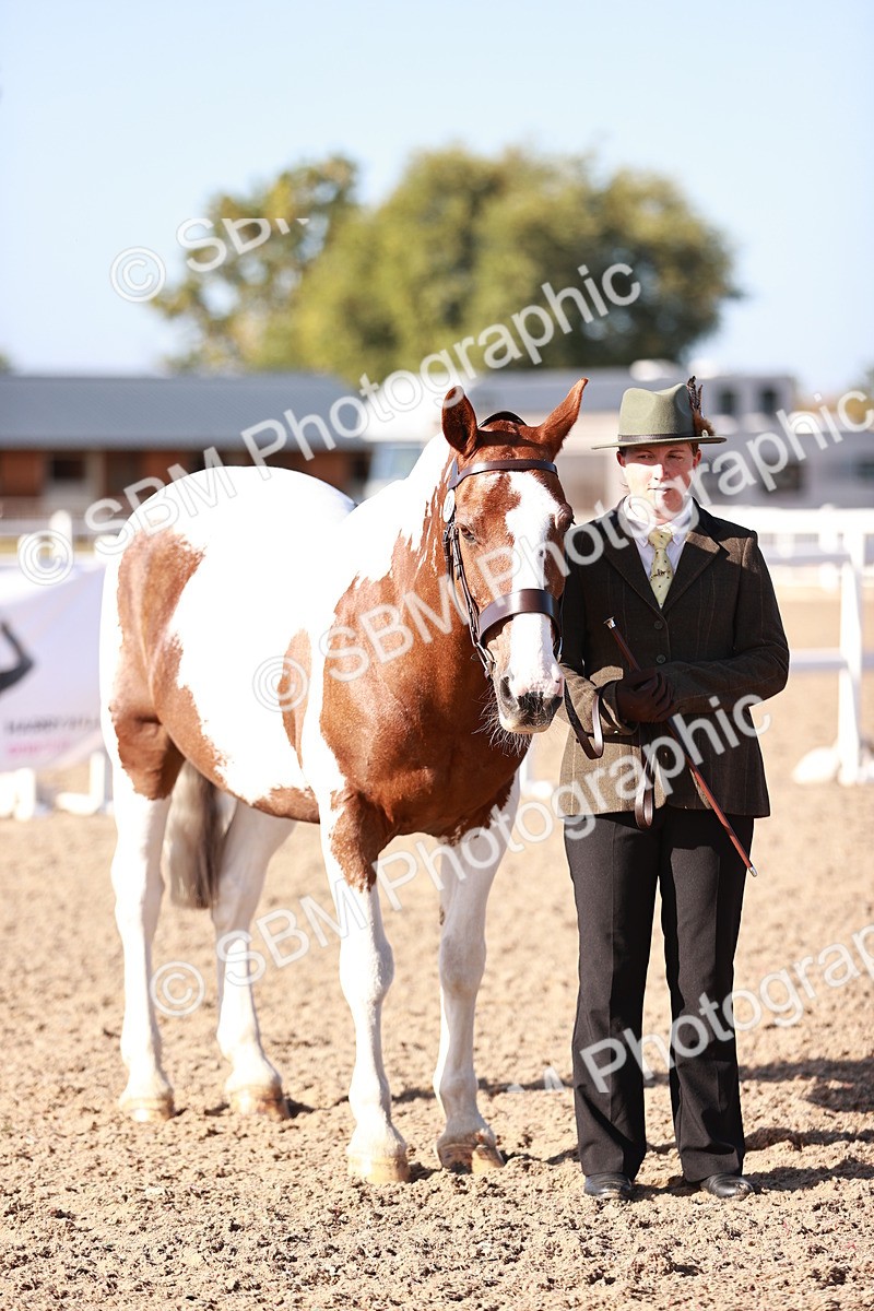 SBM_22041 - Class 702 - IH Show Horse-Pony