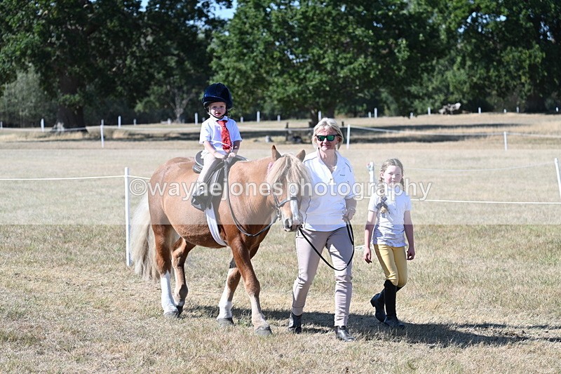 WJ7_1745 - Class 42 Most Handsome Gelding