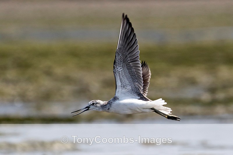 Greenshank - Morocco