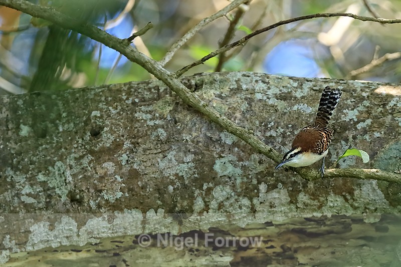 Rufous-backed Wren, Heredia, Costa Rica - Rufous-backed Wren