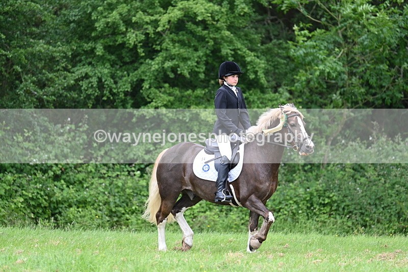 WJ7_4323 - Class 14A Handsome Gelding