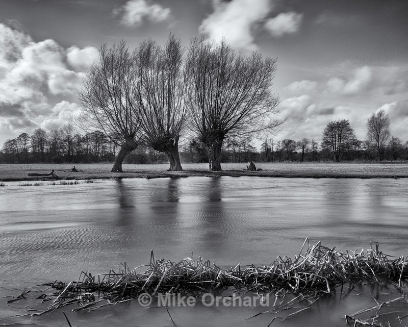 River Stour Willow - Flatford - Suffolk - Landscapes