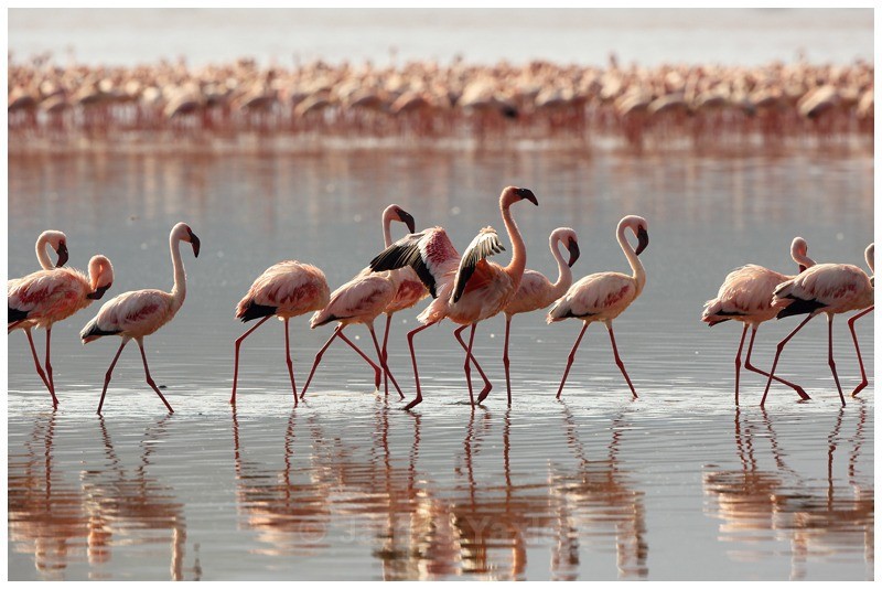 Procession of Lesser Flamingo - Kenyan Safari 2013