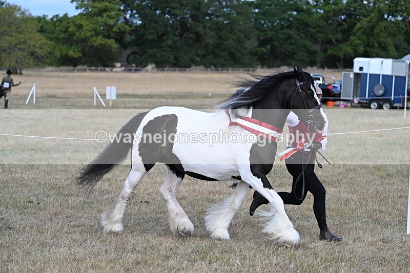 WJ7_8454 - In-hand Championship