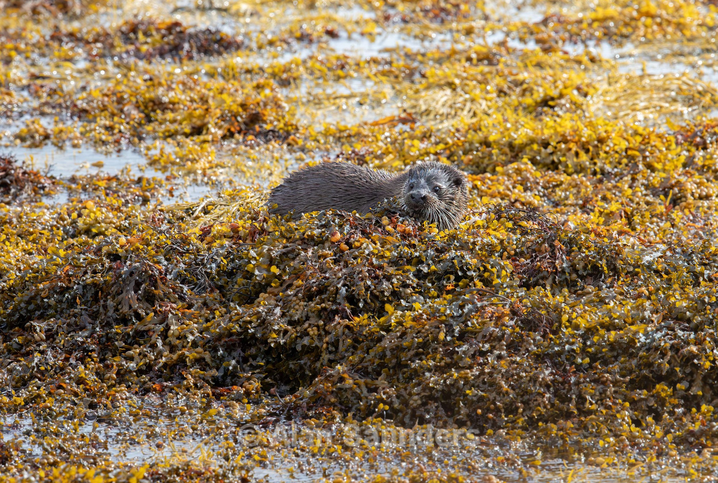 Eurasian Otter 14