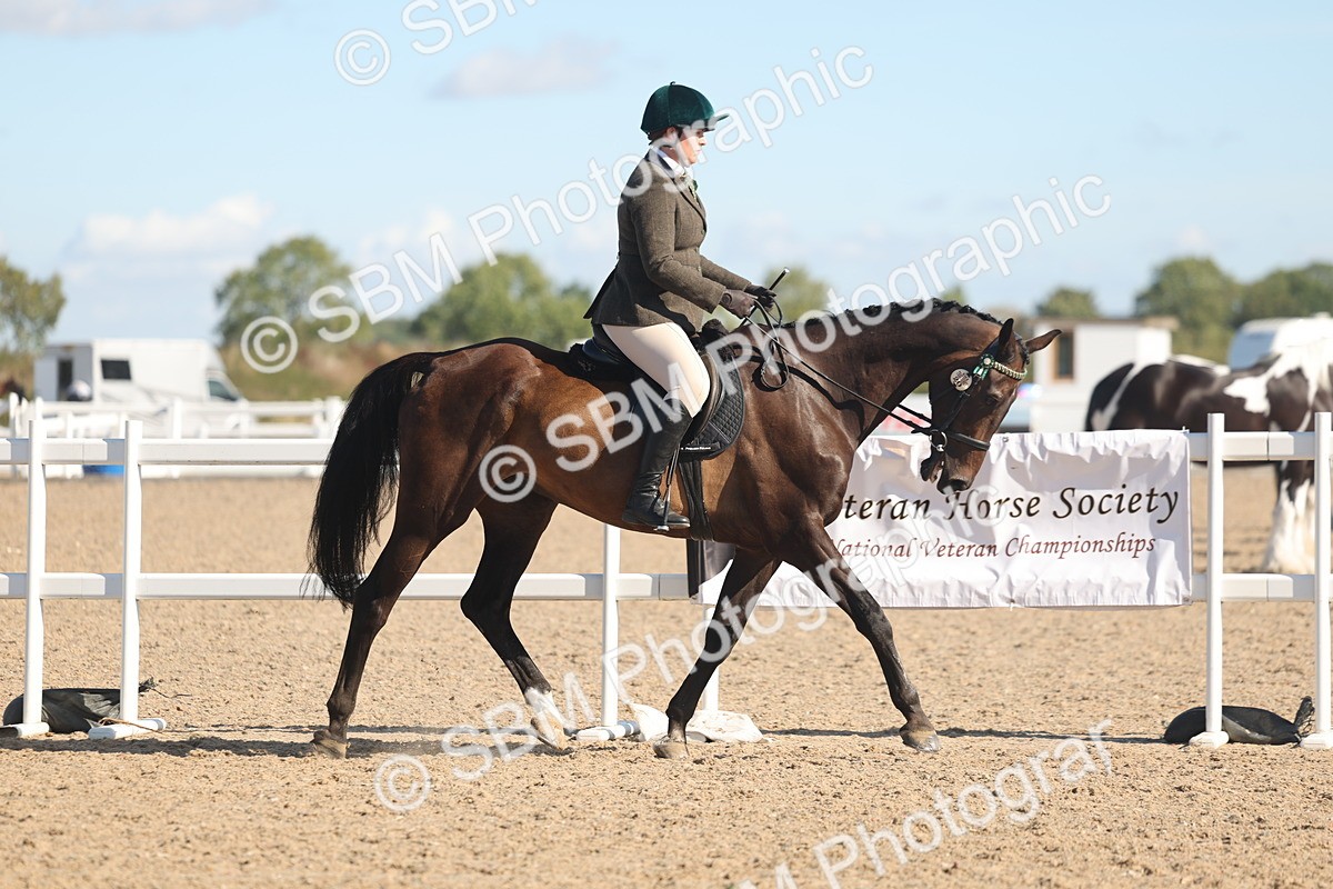 SBM_12985 - Class 305 - Ridden Foreign Breed Pure Bred