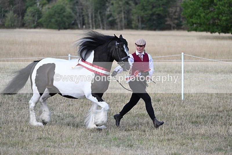 WJ7_8439 - In-hand Championship