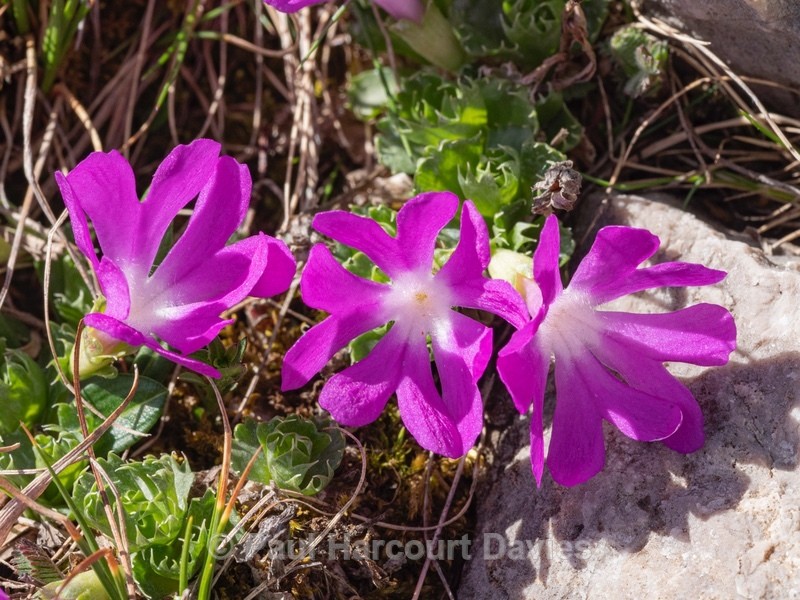 Dwarf primula (Primula minima) also Least primrose - Wild Flowers