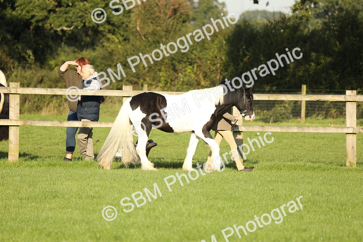 SBM_60803 - S43 - Coloured Pony In Hand