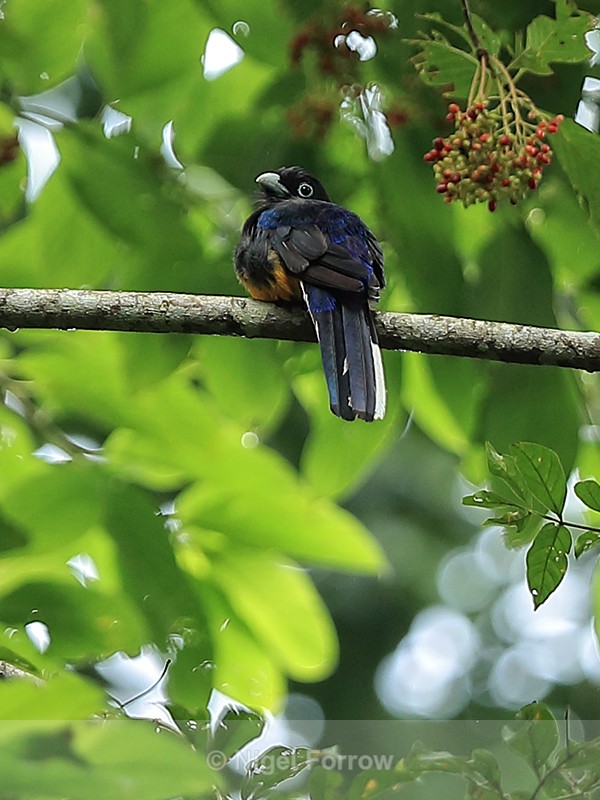 White-tailed Trogon, Pipeline Road, Panama - White-tailed Trogon