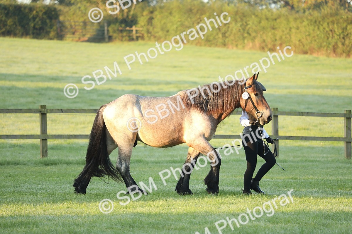 SBM_57771 - S42 - Youngstock