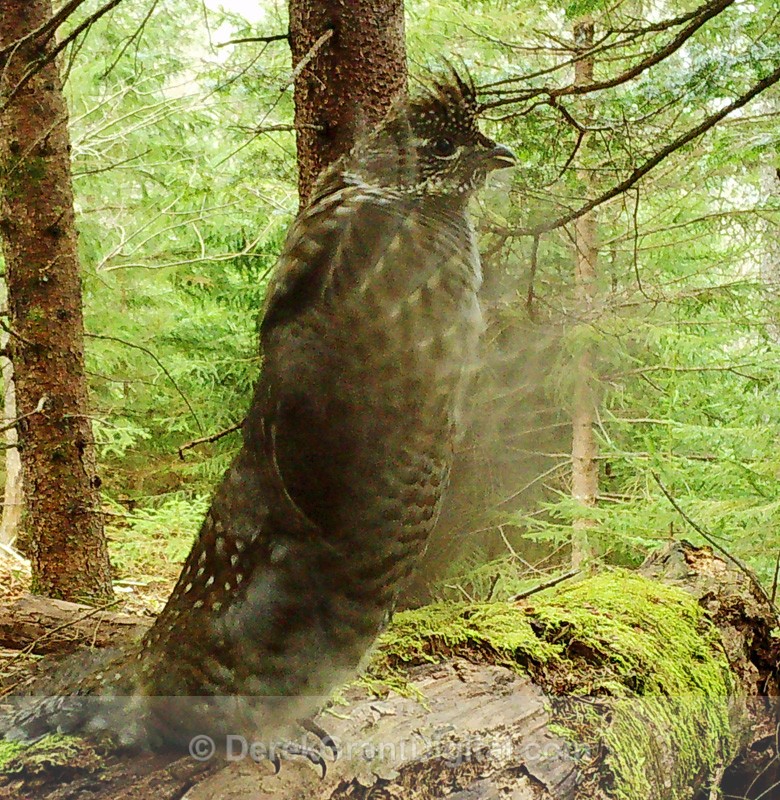 Male Ruffed Grouse in Drumming Mode