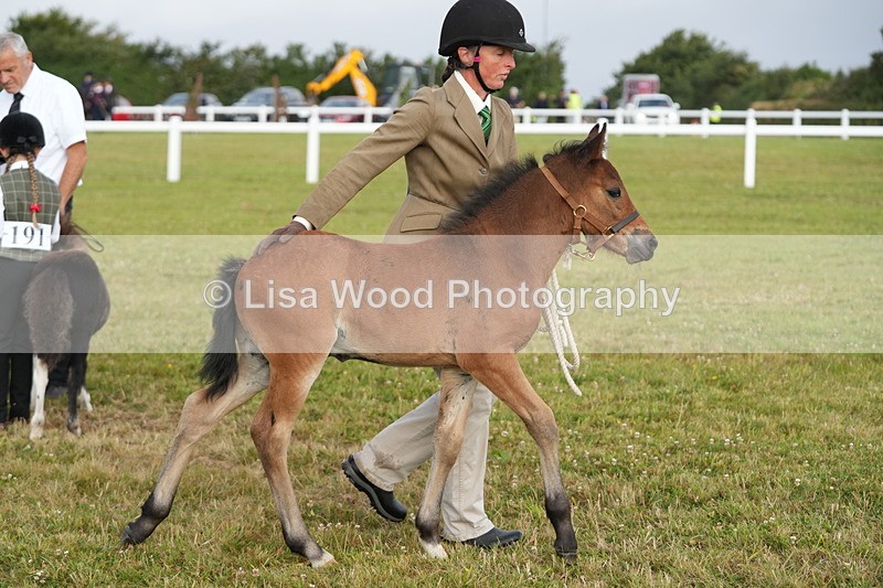 DSC04454 - Classes 44 & 45: NPS M&M Brood Mare and Foal
