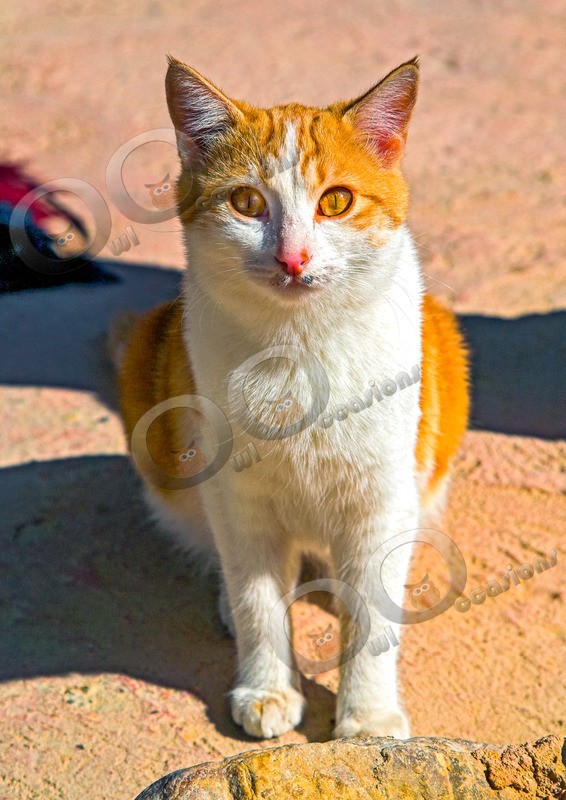 Cat domestic-0030 - Pet Photography
