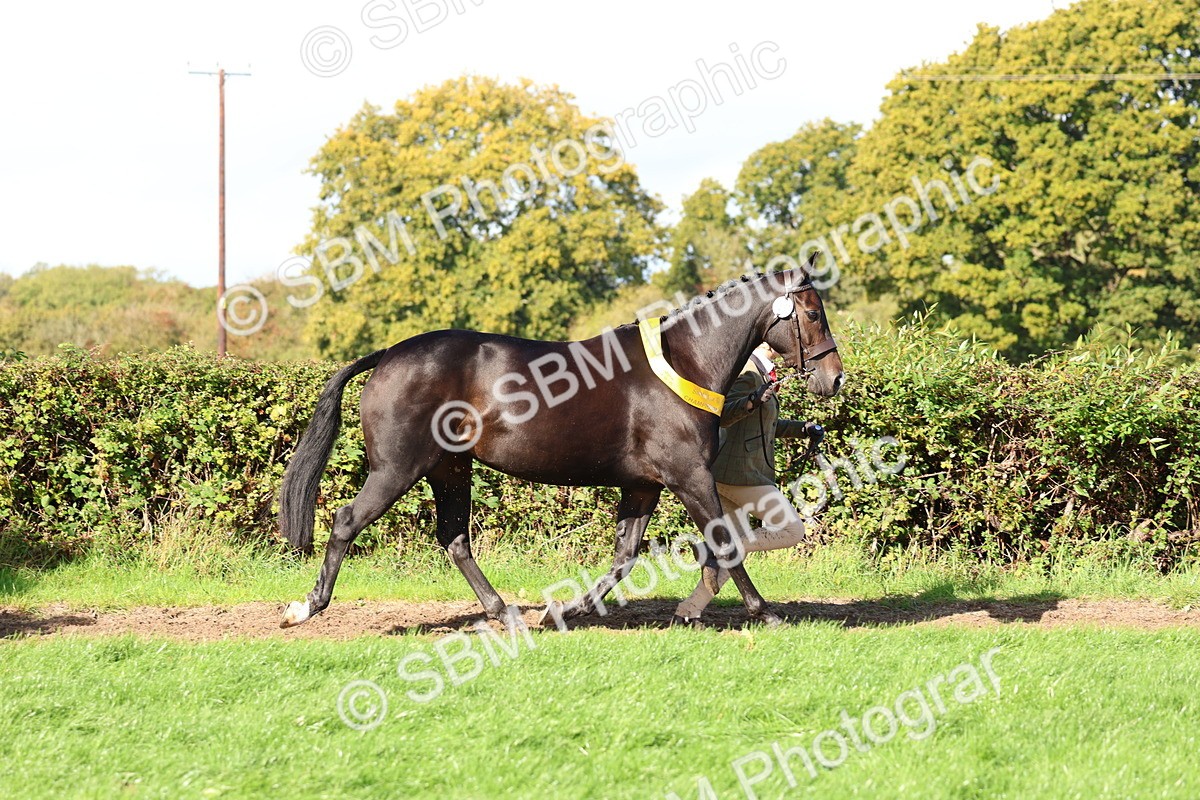 SBM_37423 - Fun Showing Supreme Championship