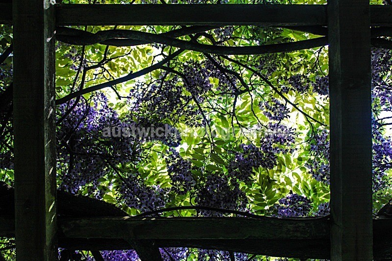 Secret Window - Flowers & Plants