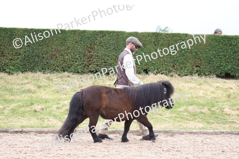 20250524-0422 - Class 5 - Minitures and Sheltands