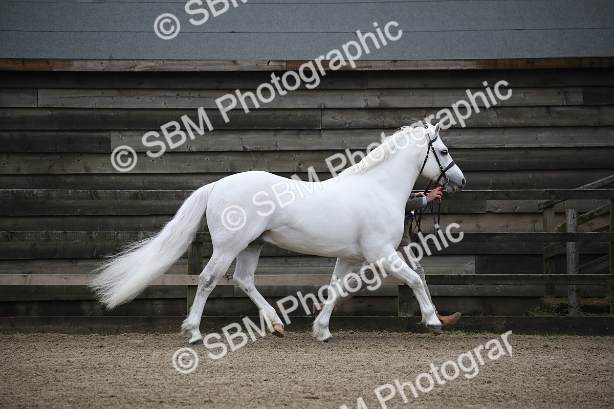 SBM_004060 - Class 1-4 - Young Stock classes Inc. In Hand Championship