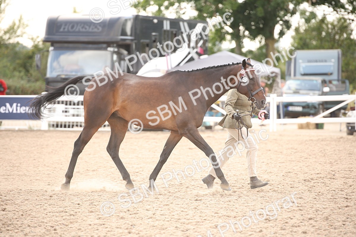 SBM_08272 - Class 27 - IH Competition Horse-Pony