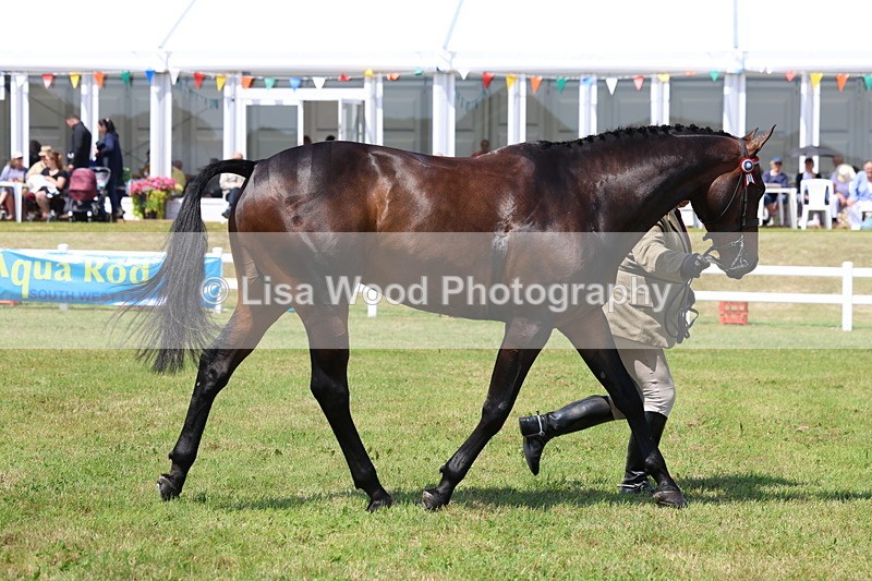 3E7A1183 - Class 8: Open Riding Horse/Hack