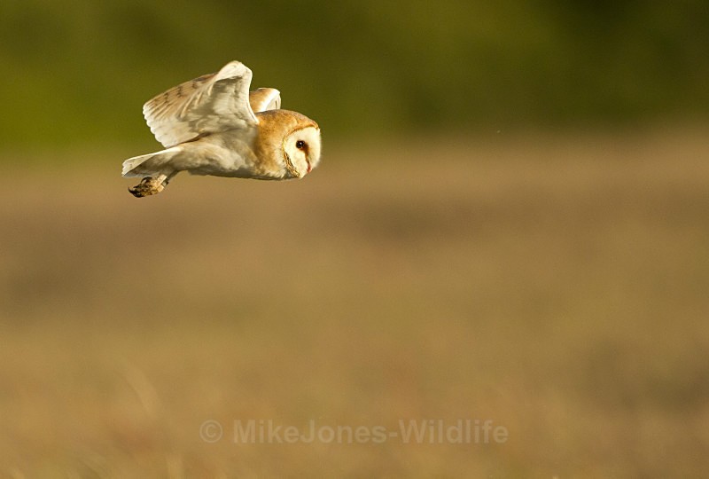 BARN OWL / REF BO 11 - BARN OWLS