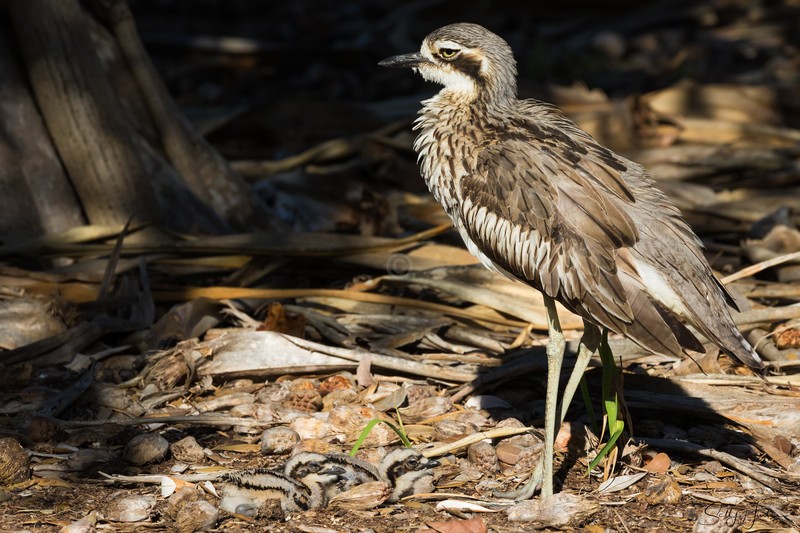Bush-Stone Curlew